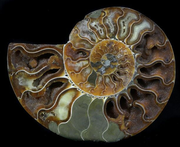 Bargain Ammonite Fossil (Half) - Million Years #34546